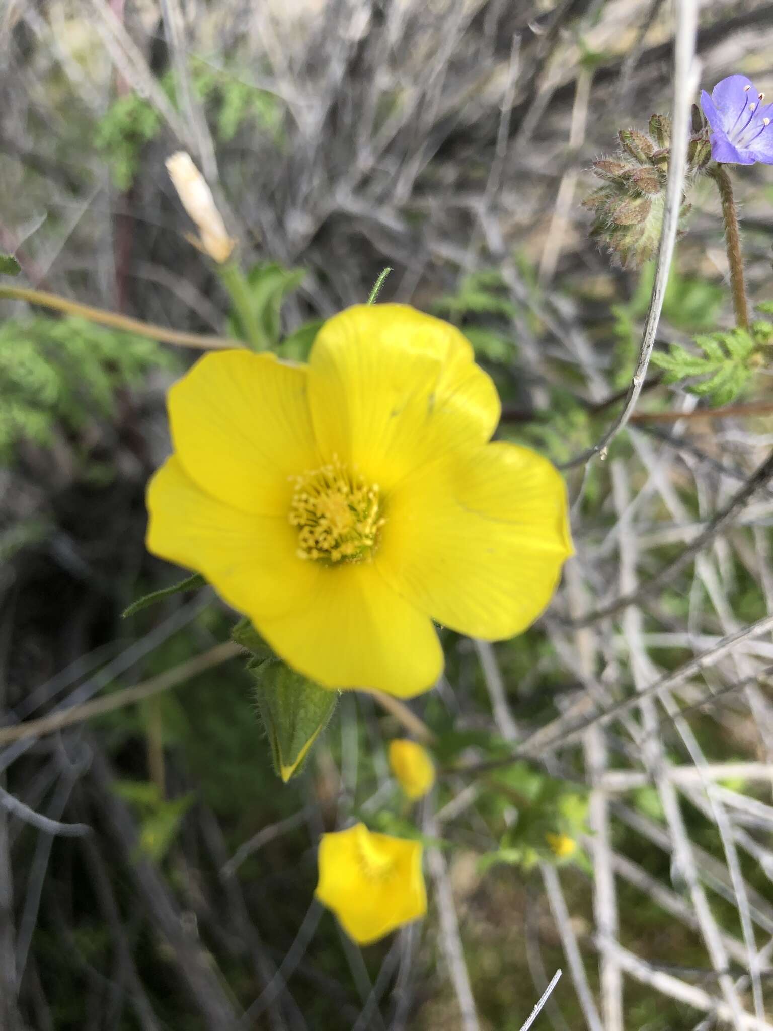 Image of Jones' blazingstar