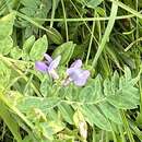 Image of Oxytropis glabra DC.