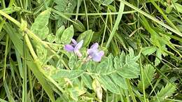 Image of Oxytropis glabra DC.