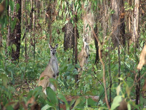 Image of Antilopine Kangaroo