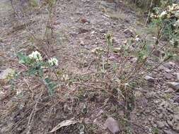 Image of Astragalus garbancillo Cav.