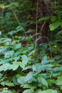 Image de Persicaria virginiana (L.) Gaertner