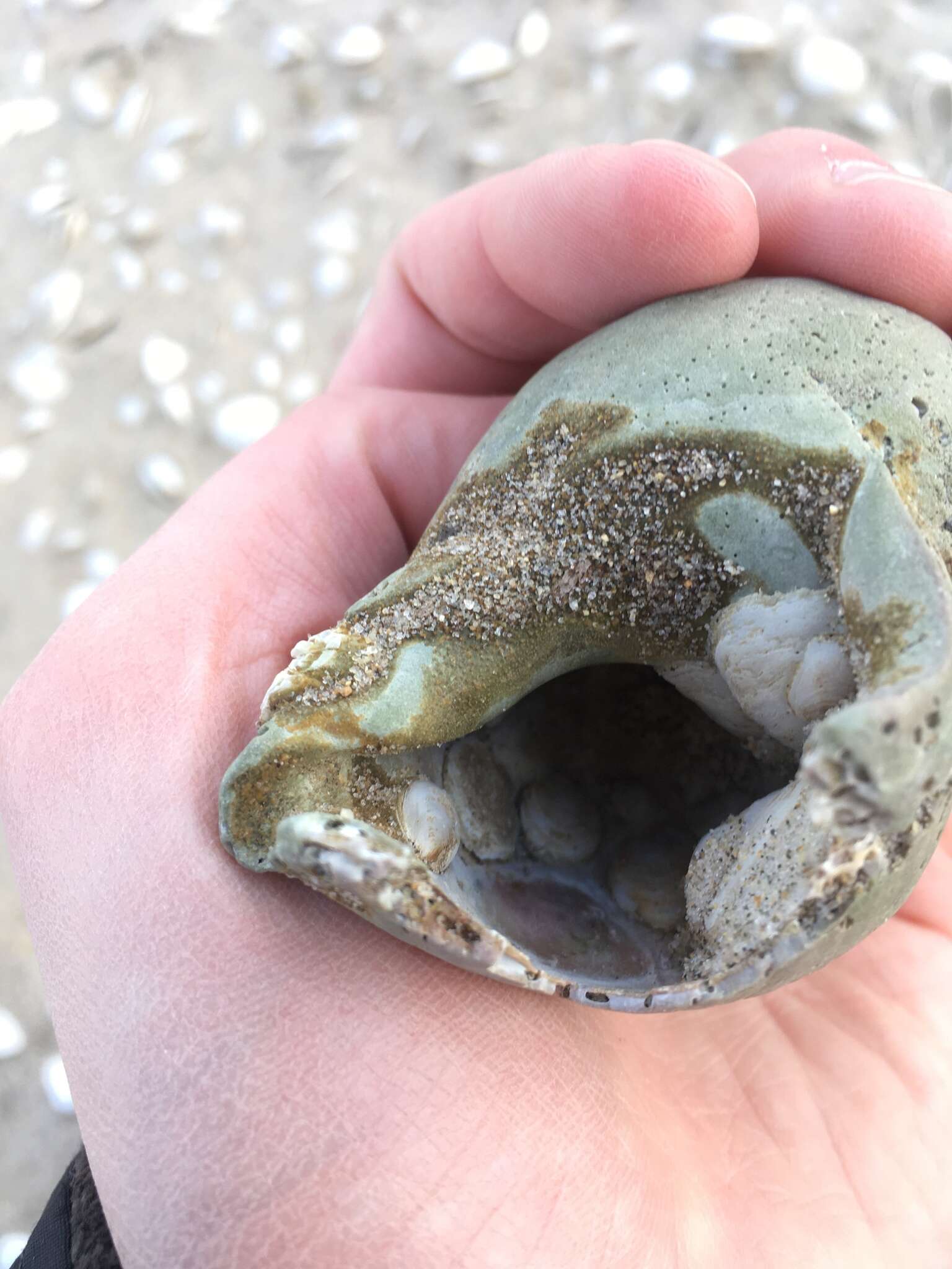 Image of eastern white slippersnail