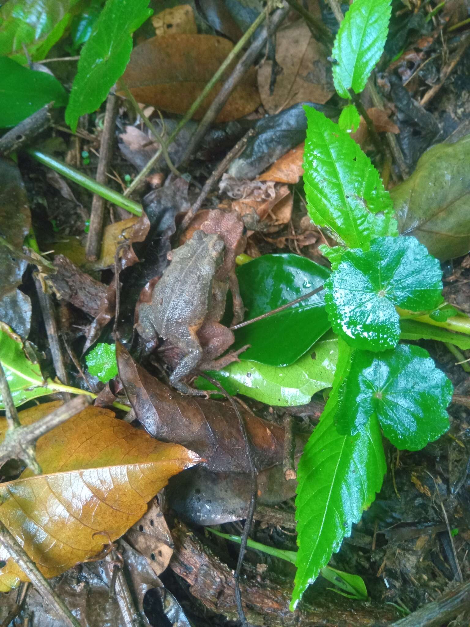 صورة Rhinella sternosignata (Günther 1858)