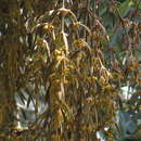 Image of Phoradendron galeottii Trel.
