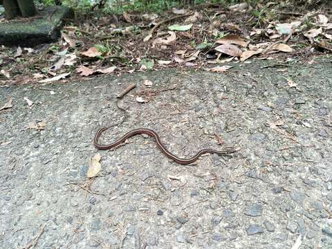 Image of Maki's Keelback