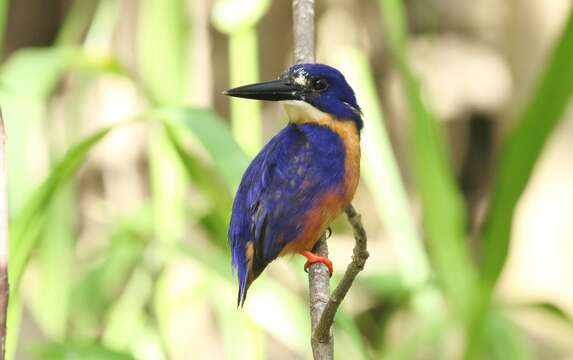 Ceyx azureus (Latham 1801)的圖片