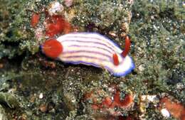 Image of Orange gilled purple lined white slug