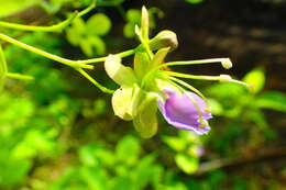 Image de Karomia macrocalyx (Baker) R. Fern.