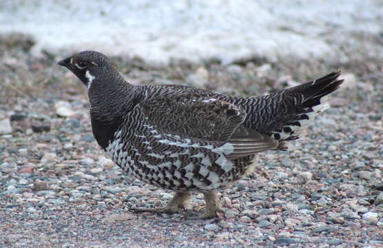 Image of Spruce Grouse