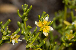 Image of Roepera aurantiaca Lindl.