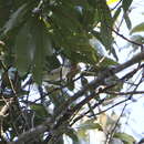 Image of Black-headed Parrotbill