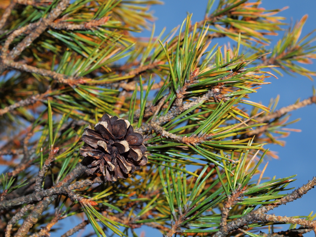 Pinus sylvestris (rights holder: HermannFalkner/sokol)