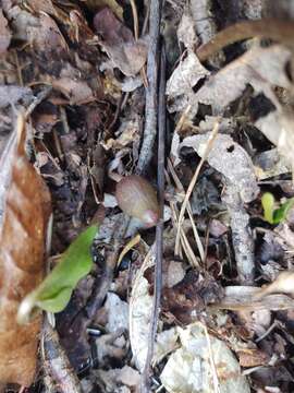 Imagem de Hexastylis arifolia var. ruthii (Ashe) H. L. Blomq.