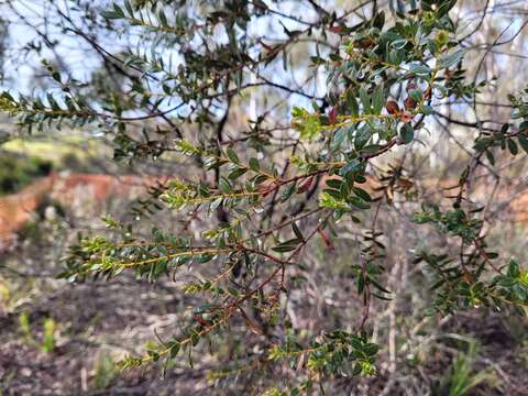 Image of Eucalyptus recurva M. D. Crisp