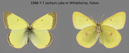 Imagem de Colias gigantea Strecker 1900