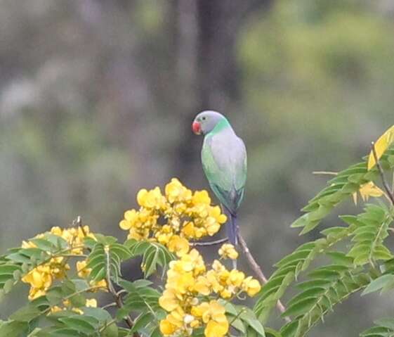 Image of Emerald-collared Parakeet