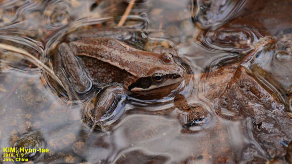 Image of Amur Brown Frog