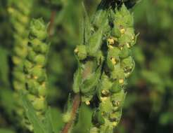 Image of annual marsh elder