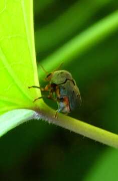 Image of Chlamisus maculipes (Chevrolat 1835)