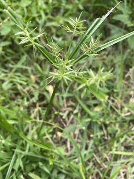 Image de Cyperus sphacelatus Rottb.