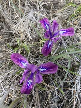Sivun Iris ivanovae Doronkin kuva