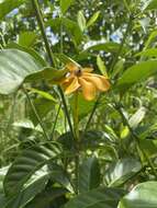 Gardenia mutabilis Reinw. ex Blume resmi