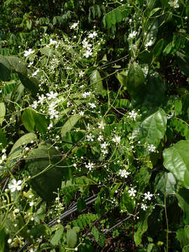 Image of Cuervea macrophylla (Vahl) Wilczek