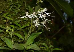 Image of Doll orchid