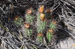 Image of Austrocactus philippii (Regel & Schmidt) Buxb.
