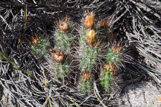 Austrocactus philippii (Regel & Schmidt) Buxb. resmi