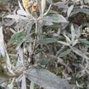 Image of Buddleja montana Britton