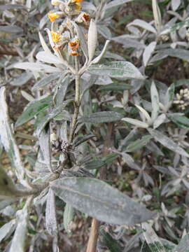 Image of Buddleja montana Britton