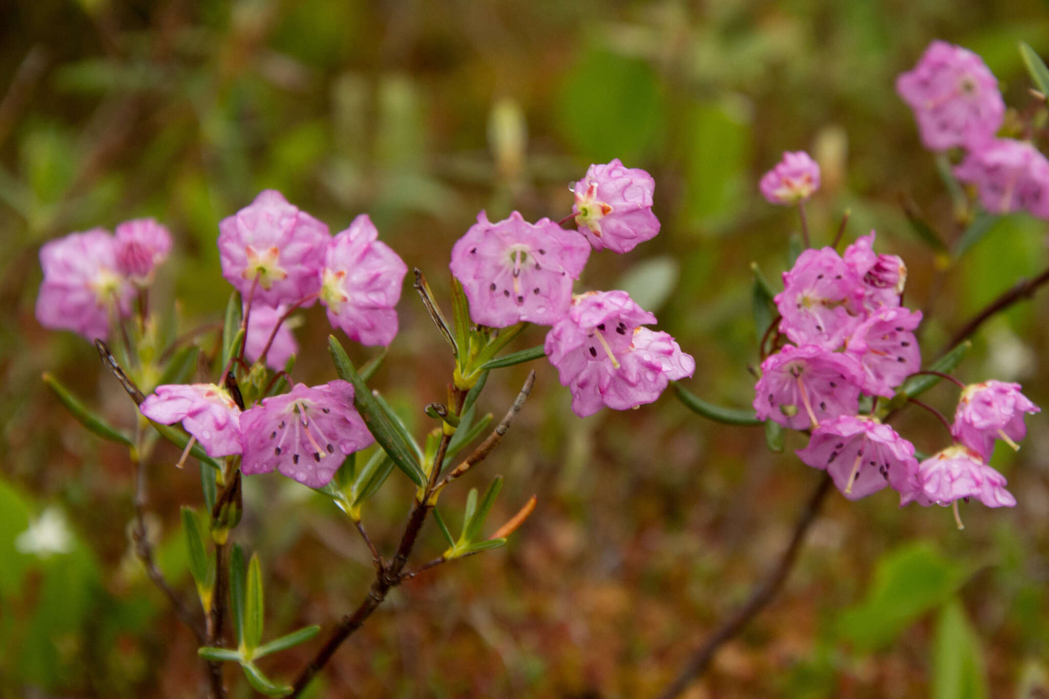 Image of bog laurel