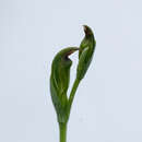 Image of Pterostylis atriola D. L. Jones