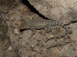 Image of Ballinger’s Canyon Lizard