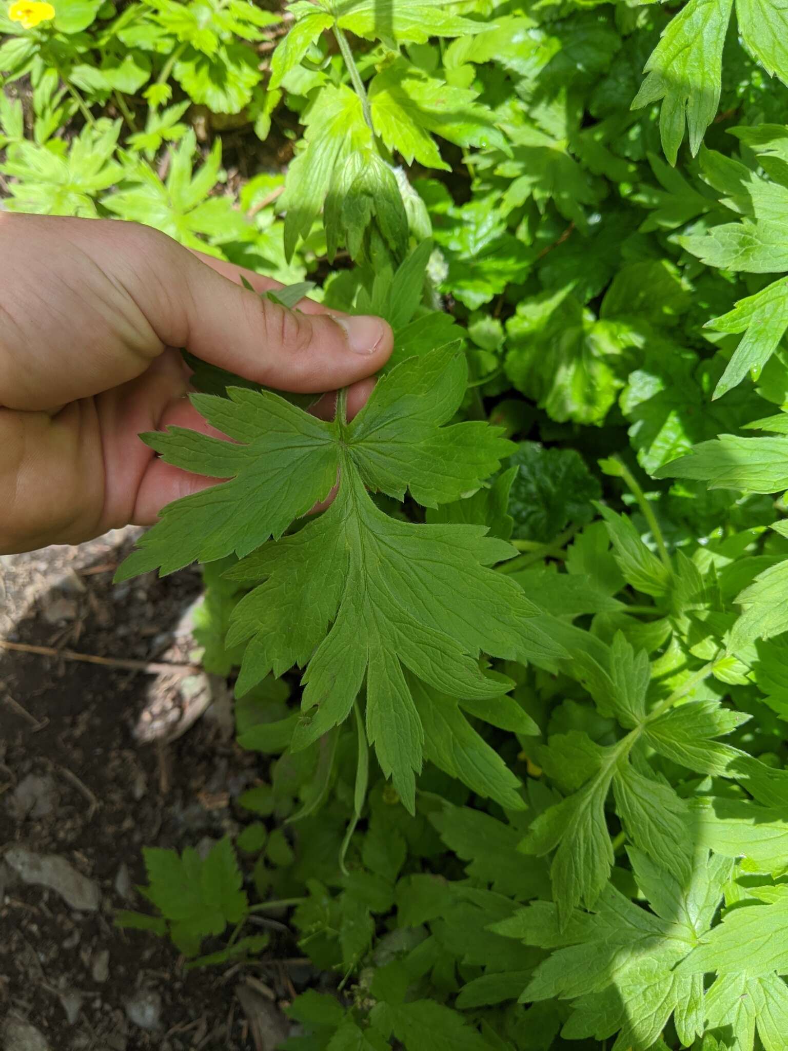 Image of Fendler's Waterleaf