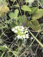 Image of Allium flavescens Besser