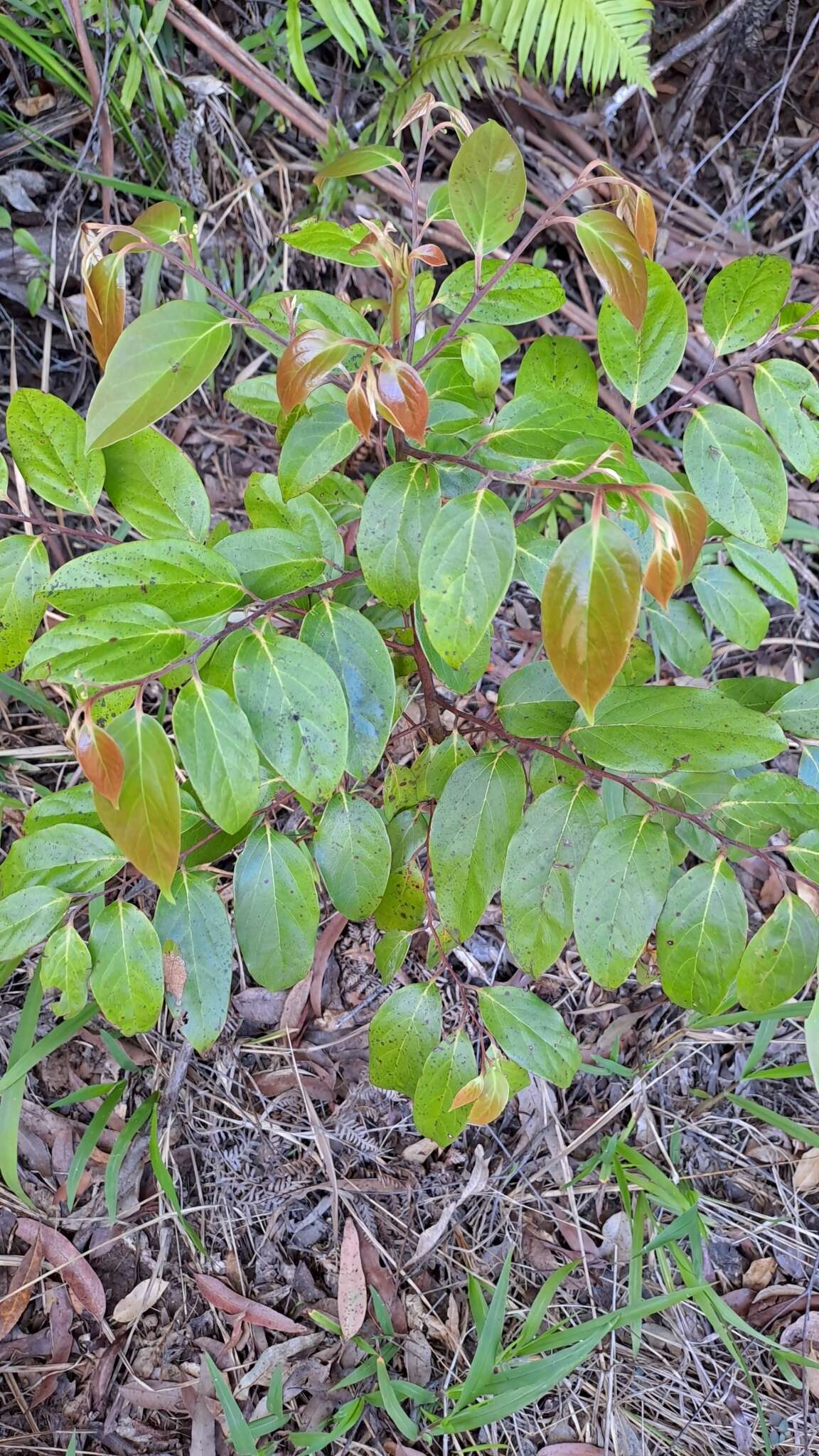 Image de Cryptocarya rigida Meisn.