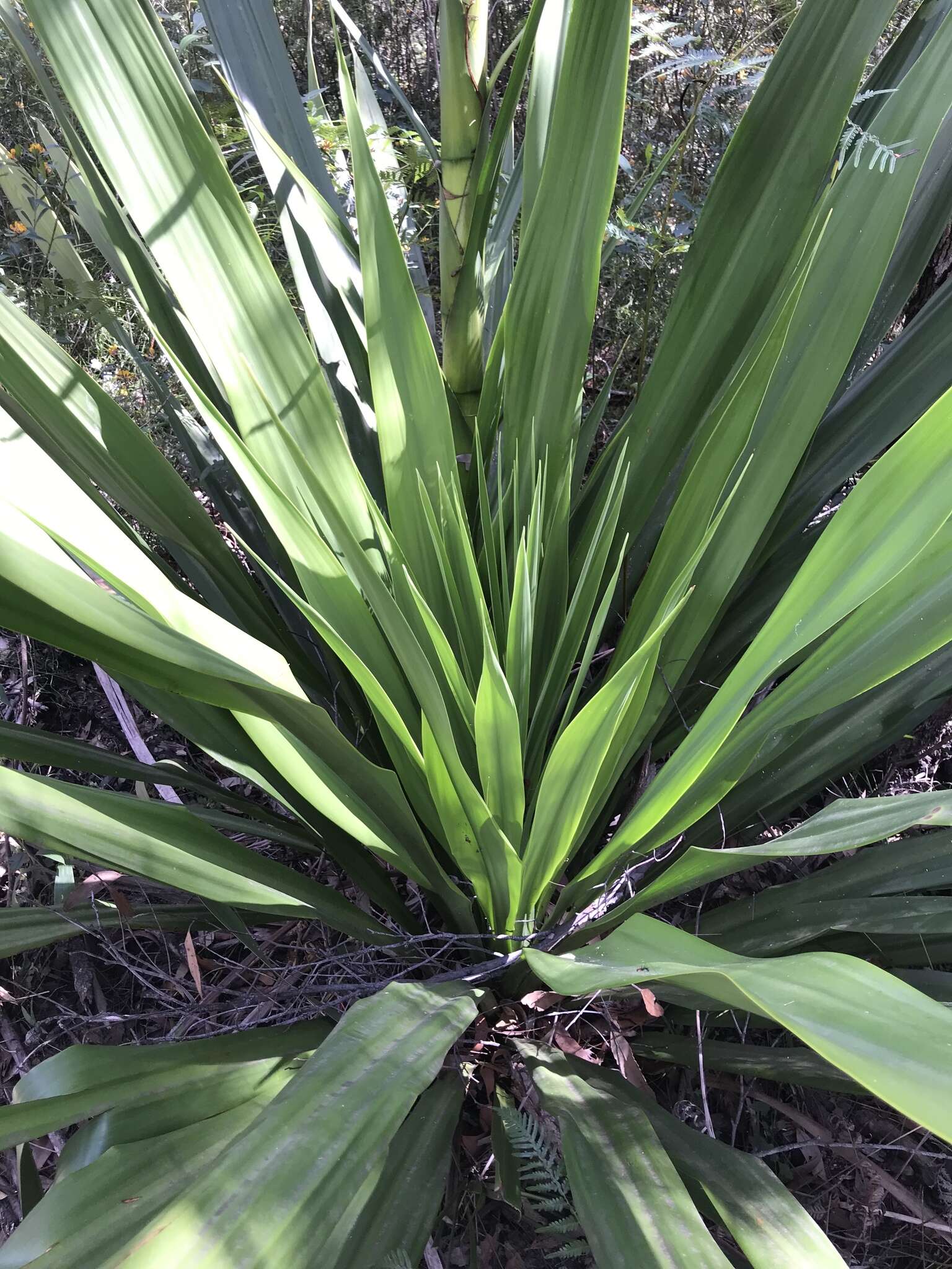 Doryanthes excelsa Corrêa resmi