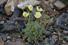 Image of Papaver radicatum subsp. kluanense