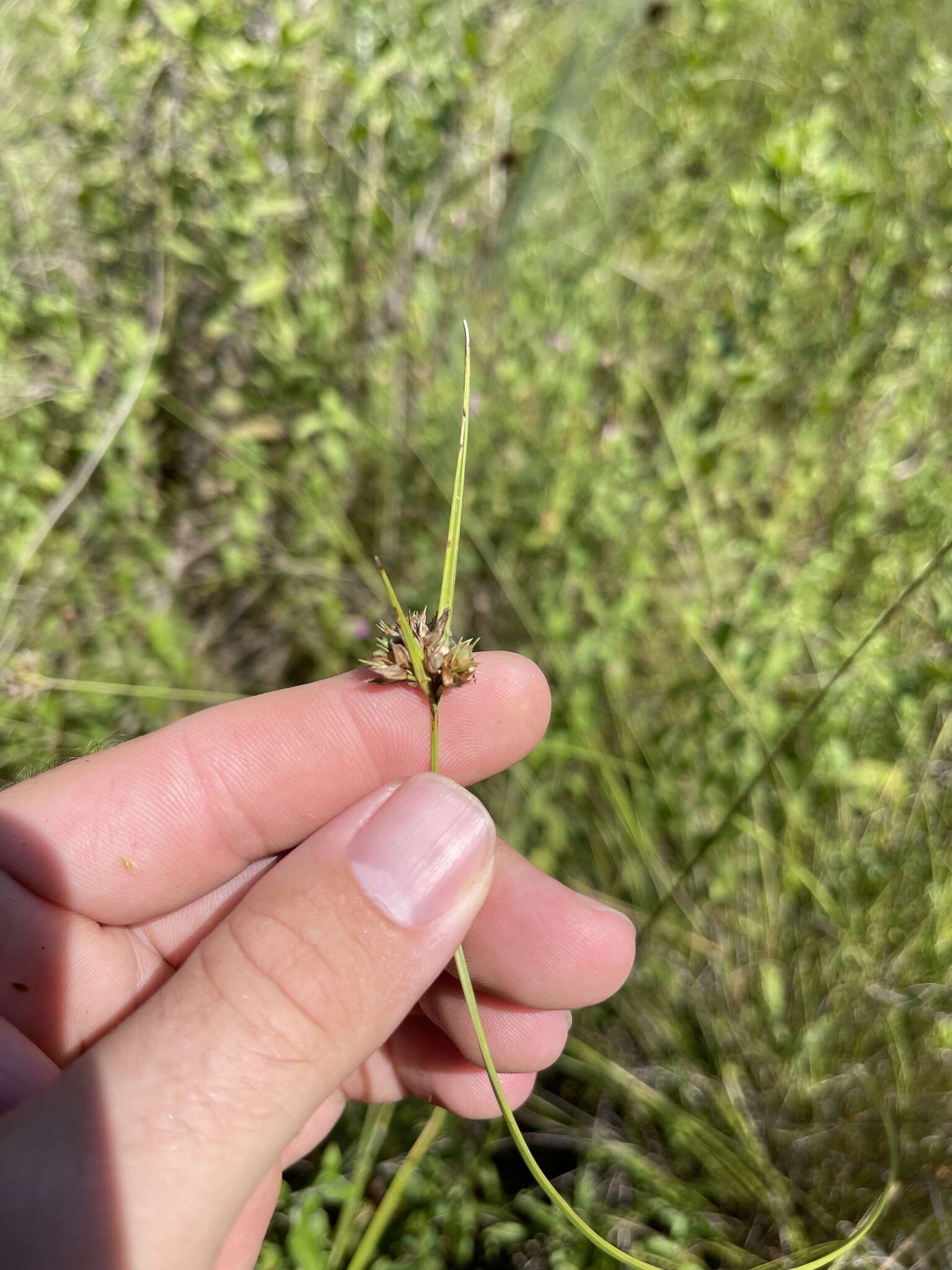 Scleria georgiana Core的圖片