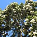 Image of Critonia nubigena (Benth.) R. M. King & H. Rob.