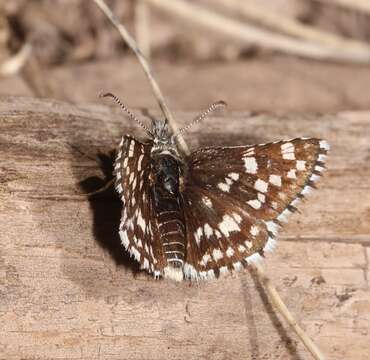 Image of Two-banded Checkered Skipper