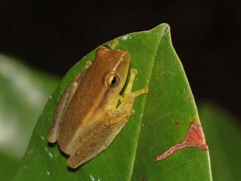 Plancia ëd Rohanixalus vittatus (Boulenger 1887)