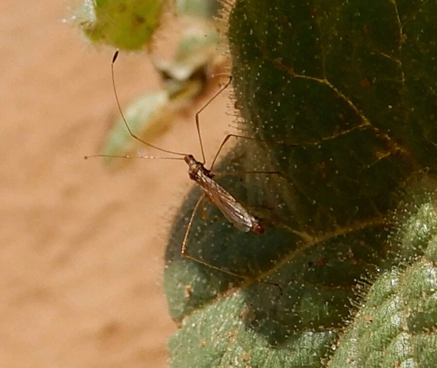 Image of Spined Stilt Bug