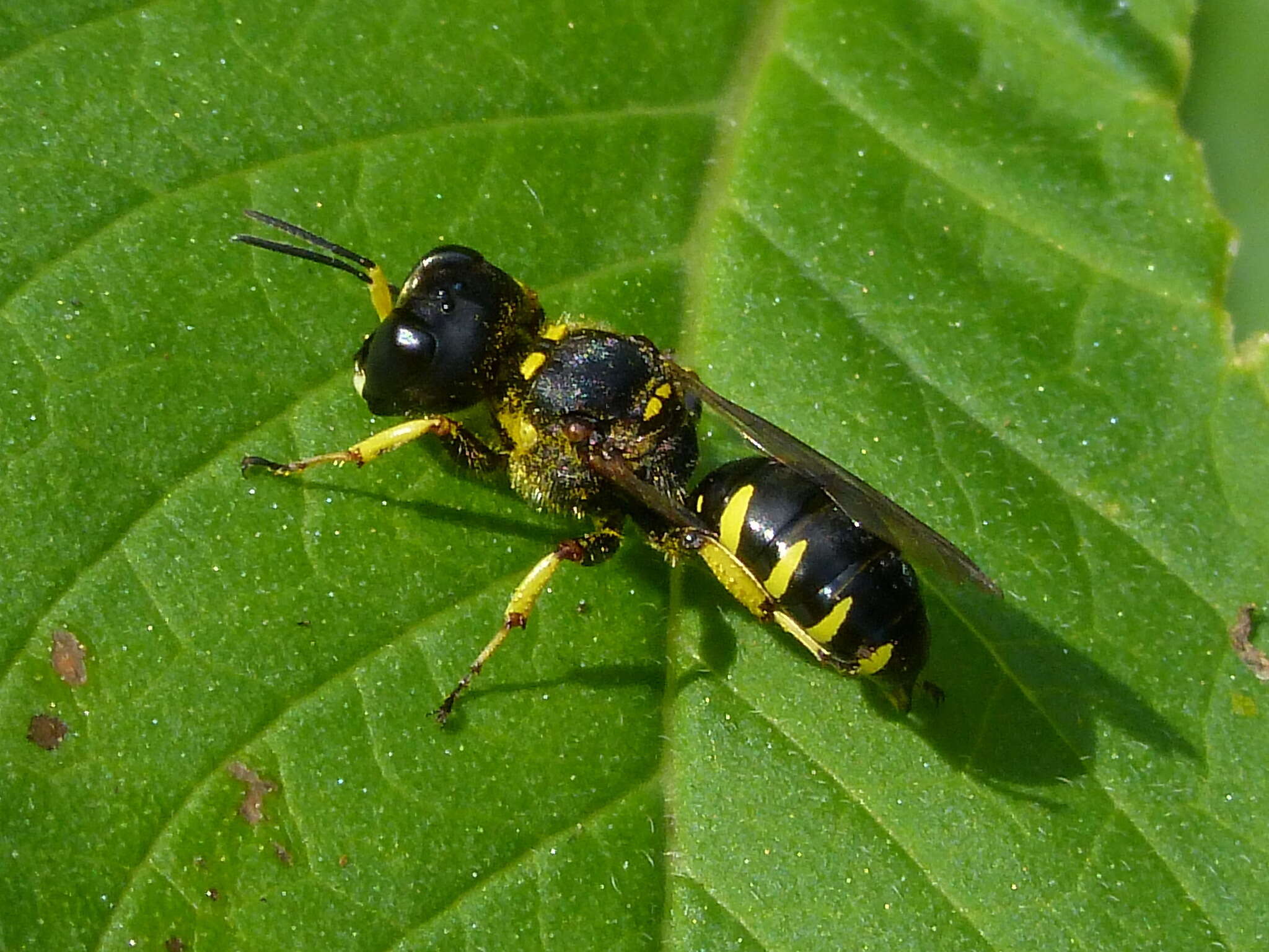 Image of Ectemnius maculosus (Gmelin 1790)