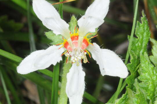 Imagem de Blumenbachia hieronymi Urb.