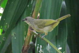 Image of Olive-winged Bulbul