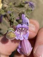 Image of cutleaf beardtongue